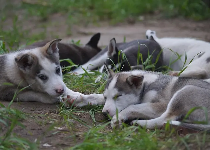 Alojamento de Turismo Rural Traperska Osada *